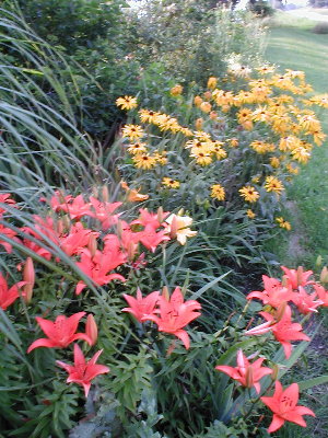 orange asiatics and gloriosa daisies July 4 06.JPG