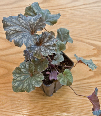 Heuchera-grn-w-red-&-silver-2.jpg