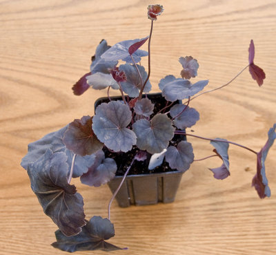 Heuchera-puple-blue.jpg