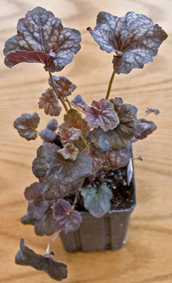 Heuchera-purplesilver.jpg