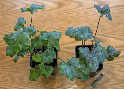 Heuchera-Two-greensilver.jpg