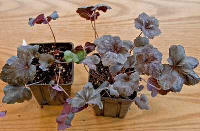 Heuchera-two-purpleslvr.jpg