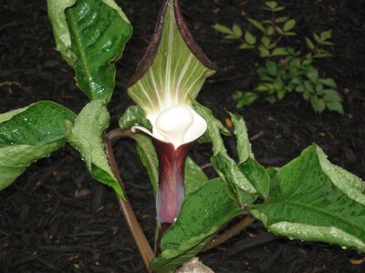 snow rice cake plant closeup.jpg