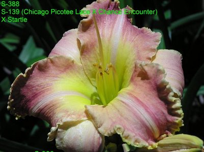 S-388 { S-139 ( Chicago Picotee Lace x Chance Encounter) X Startle} (Small).JPG