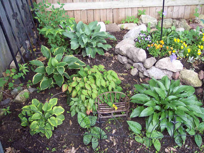 Although the weeds are threatening to steal the show, 'Golden Tiara' outshines them, and the garden has grown just a bit more lush.