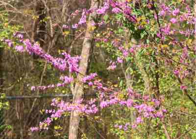 Bright Spring Blooms.jpg