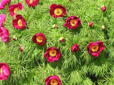 Fernleaf Peony, May 1, 2010.JPG