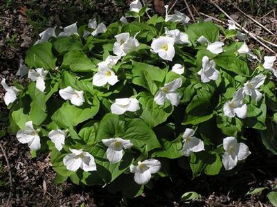 Trilliums  (2).JPG