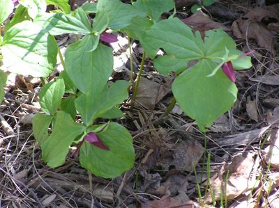 Trilliums  (3).JPG