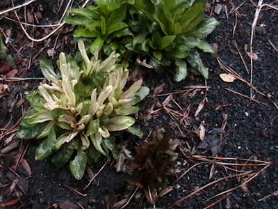 Red Cardinal Flowers 10 colored leaves 0339.JPG