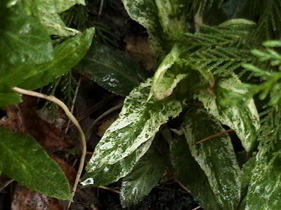 Cardinal Flowers odd leaves 10 0768.JPG