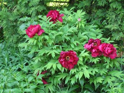 Tree Peony (2) (Custom).JPG