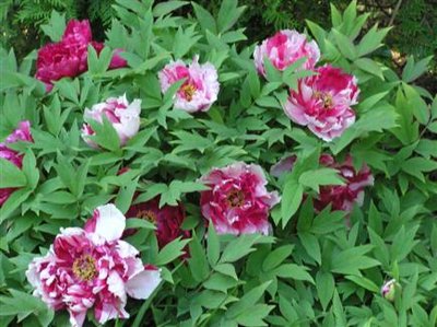 Tree Peony Shima Nishiki  (2).JPG