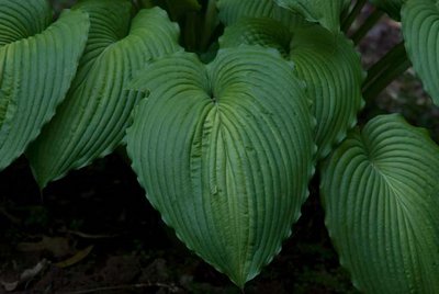 War Paint leaf.jpg