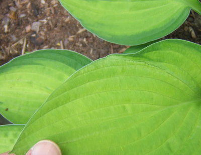 Janet leaf with questionable tissue