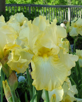 Iris Summer Olympics