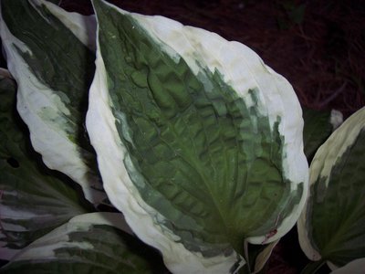 leaf closeup