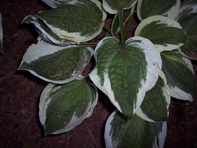 overall view of many leaves