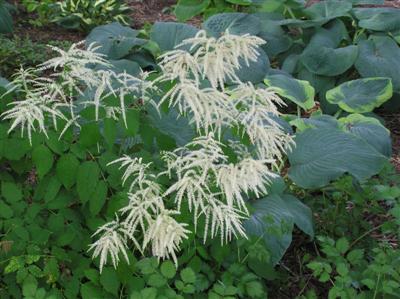 Aruncus Goatsbeard (2) (Custom).JPG