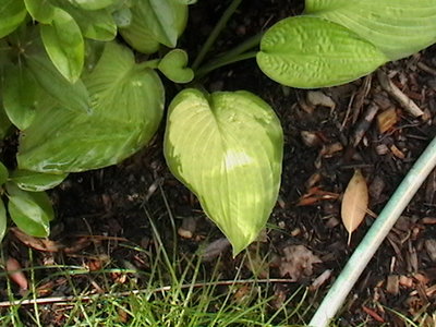 Flip Flop  same leaf  July 1, 2009