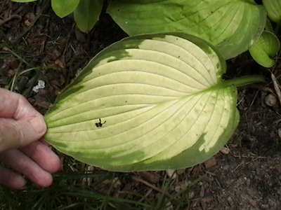 Flip Flop   same leaf  July 29, 2009