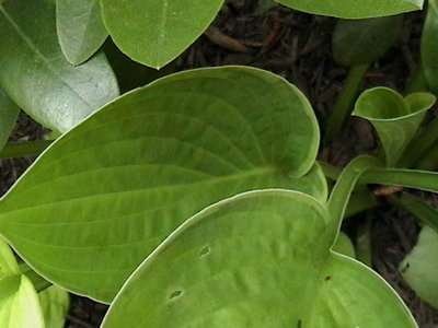 Flip Flop  new leaves  with lighter edge
