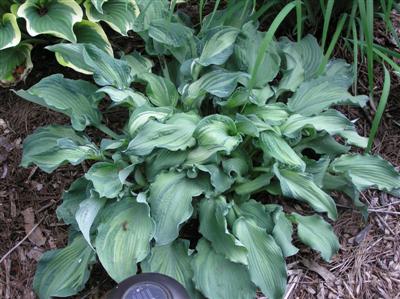 Hosta Angel Eyes (5) (Custom).JPG