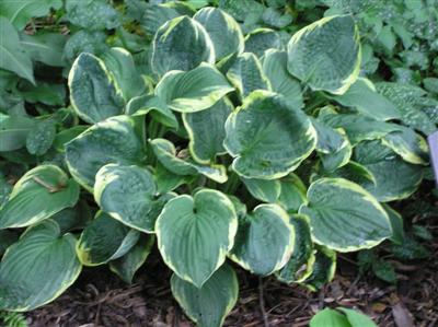 Hosta Christmas Tree (6) (Custom).JPG