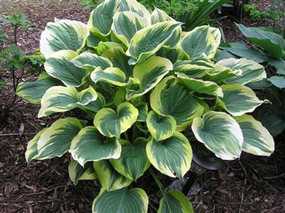 Hosta Liberty (23) (Custom).JPG