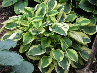 Hosta Mama Mia (5) (Custom).JPG