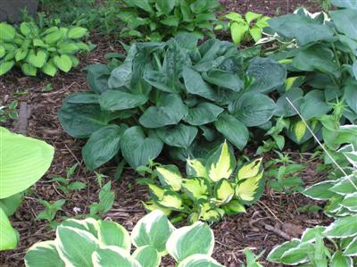 Hosta Potomiac Pride (4) (Custom).JPG