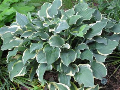 Hosta Regal Splender (5) (Custom).JPG