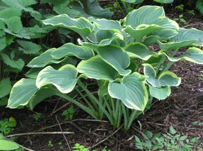 Hosta Sagae (5) (Custom).JPG