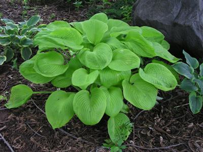 Hosta Spotlight (3) (Custom).JPG