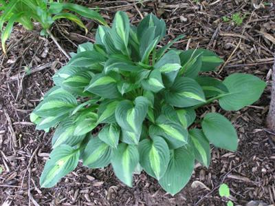 Hosta Striptease (3) (Custom).JPG