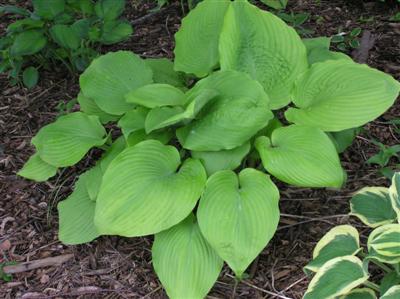 Hosta Sum and Substance (Custom).JPG