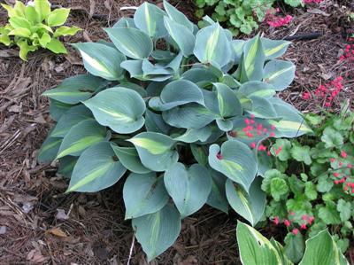 Hosta Touch Of Class (11) (Custom).JPG