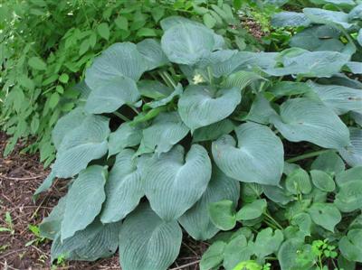 Hosta unknown blue (Custom).JPG