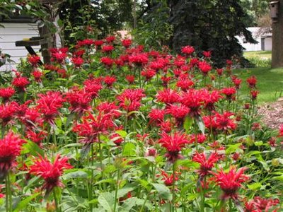 Bee Balm (6) (Custom).JPG