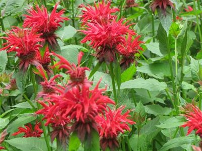 Bee Balm (Custom).JPG