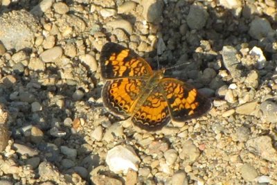 Silvery Checkerspot (Small).JPG