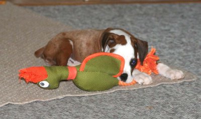 8-10-10 new pup 007.jpg