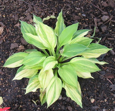 Lakeside Mom - it grew a lot from 2009-2010 and this year it bloomed but didn't set seed.