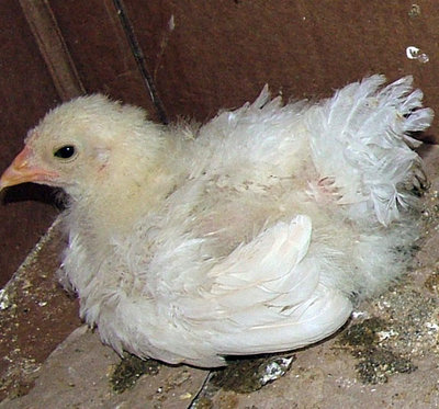 First chick to hatch August 15th