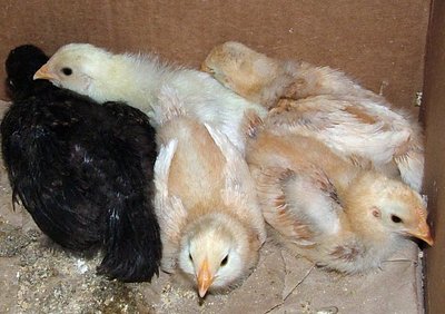 5 more chicks hatched in August, 2010