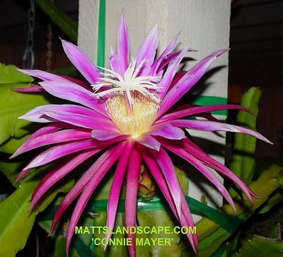 Connie Mayer a Hylocereus cross has 10&quot;+ diameter blooms