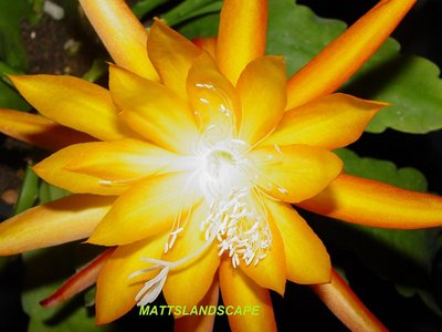 MARMALADE N HONEY an Epiphyllum Hybrid