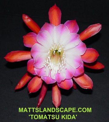 Tomatsu Kida an Epiphyllum hybrid has a 9&quot;+diameter bloom
