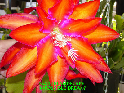 Impossible Dream an Epiphyllum hybrid-Has a 10&quot; diameter bloom