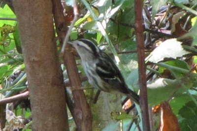 B&W WARBLER 3 (Small).JPG